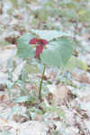 red_trillium.jpg (89758 bytes)